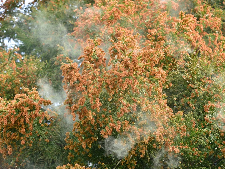 都市部の花粉症の盲点：花粉爆発とガーゼ対策で効果的に防げるのか？